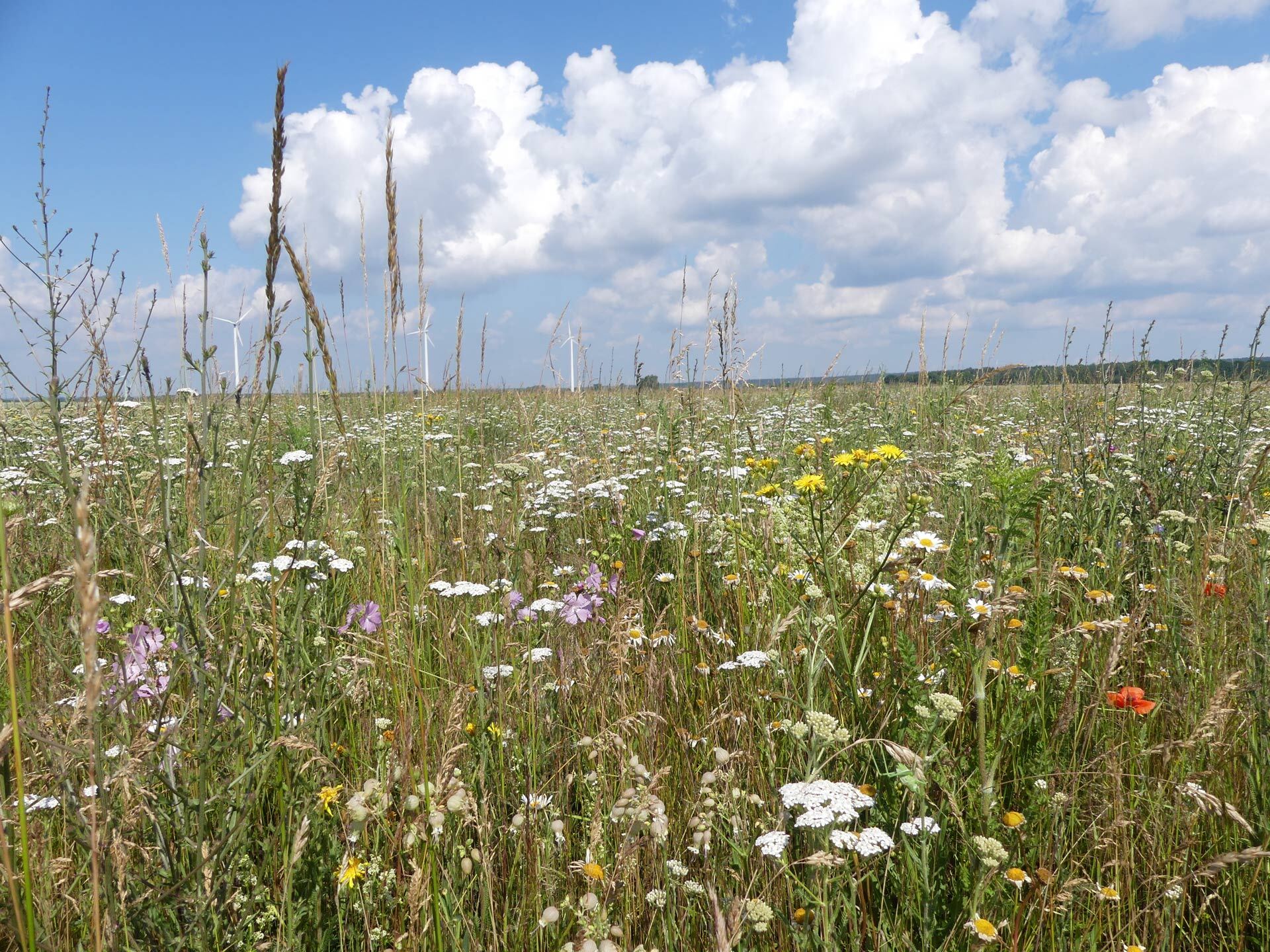 Knowledge on Ecological Restoration to Maximize Benefits for Nature and People