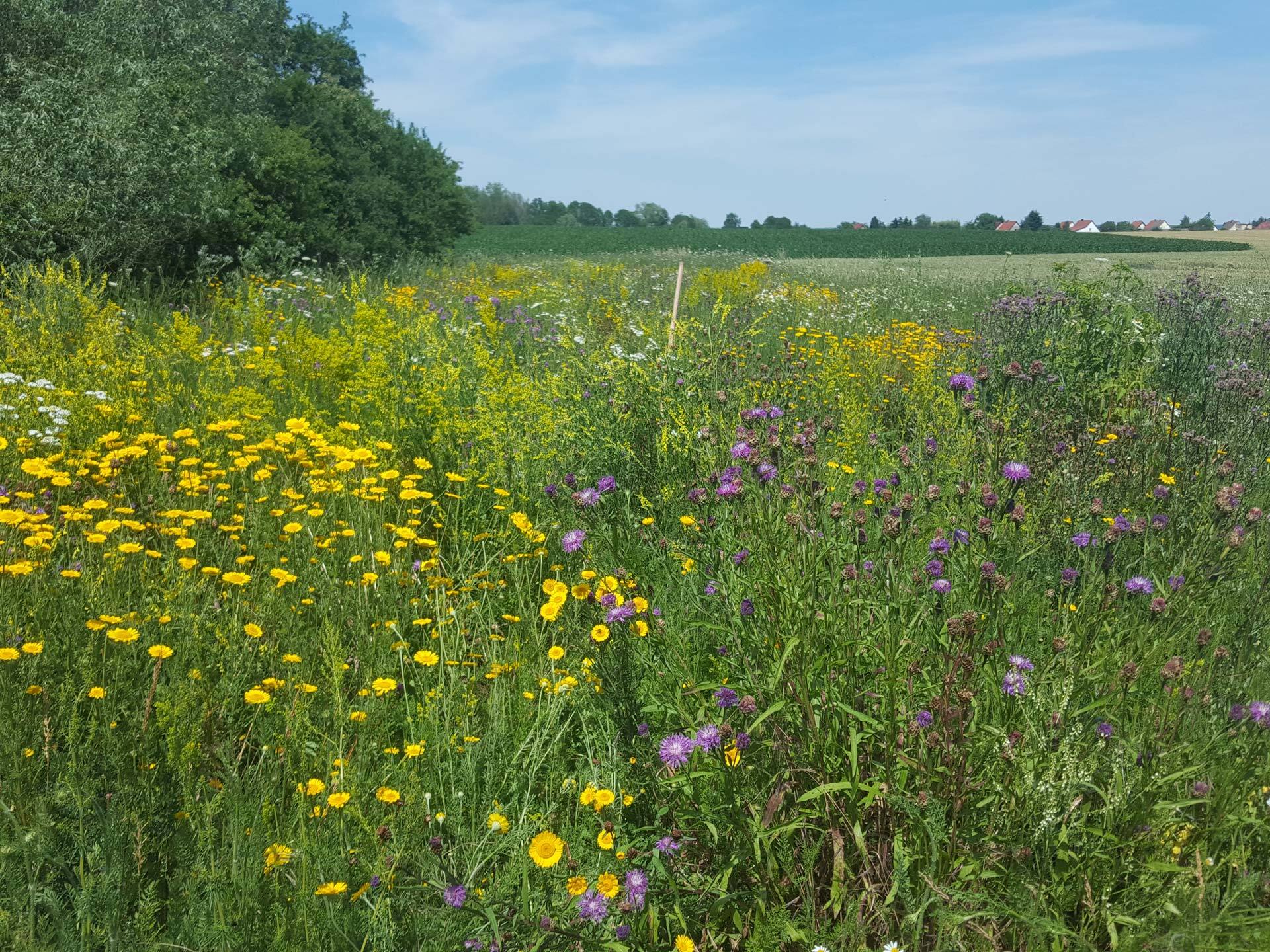 Knowledge on Ecological Restoration to Maximize Benefits for Nature and People