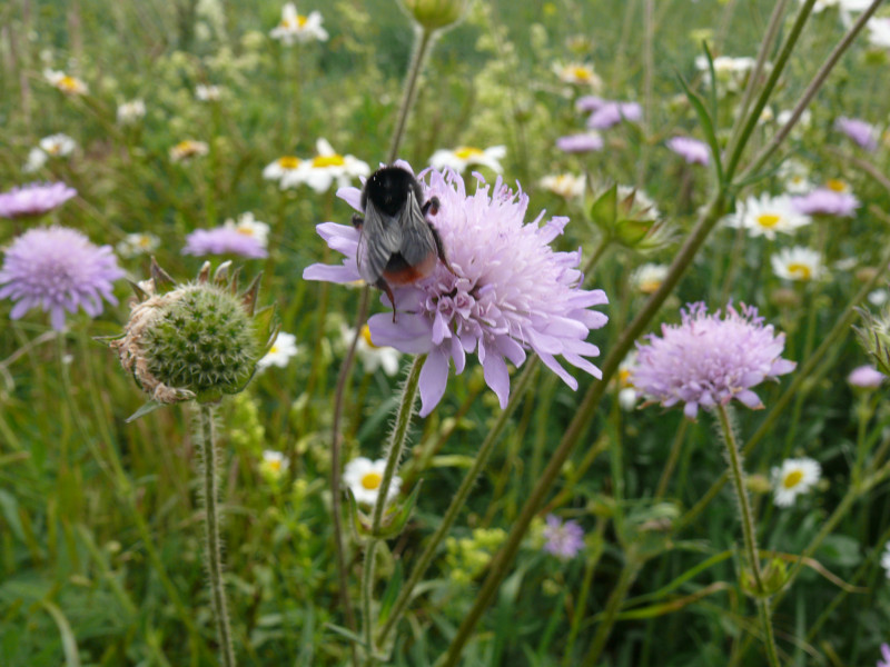 Native bumblebee pollinating native plant in grassland restoration- Germany