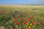 Edge of wheat field planted two years prior with 48 species of native plants- Germany