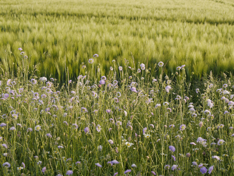 Wheat field margin after green hay transfer- Germany