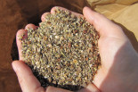 Diverse seed mix to be spread in grassland restoration project- Germany