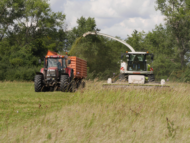 Green hay harvest with combine thresher- Germany