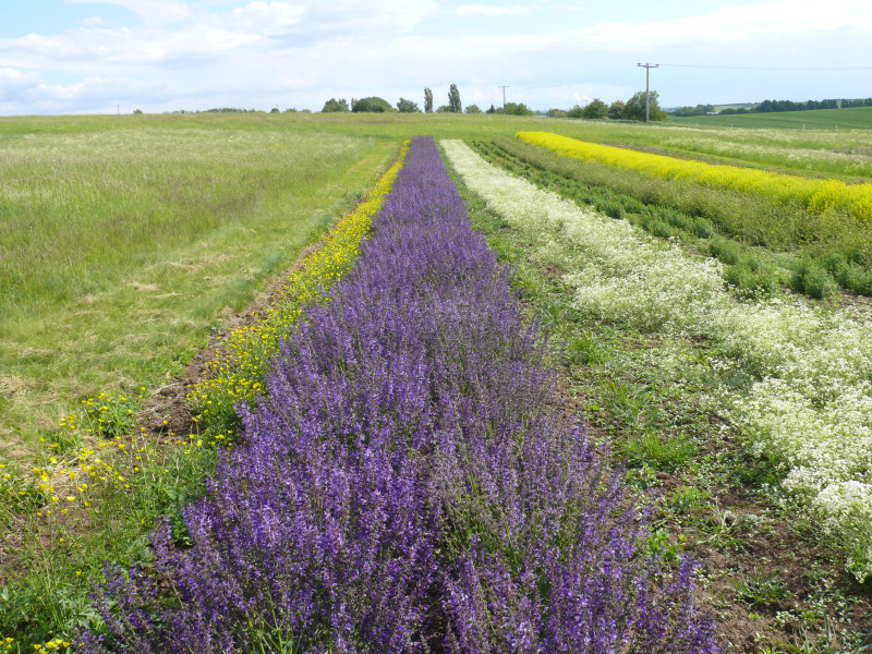 Native seed production sites- Germany