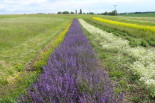 Native seed production sites- Germany