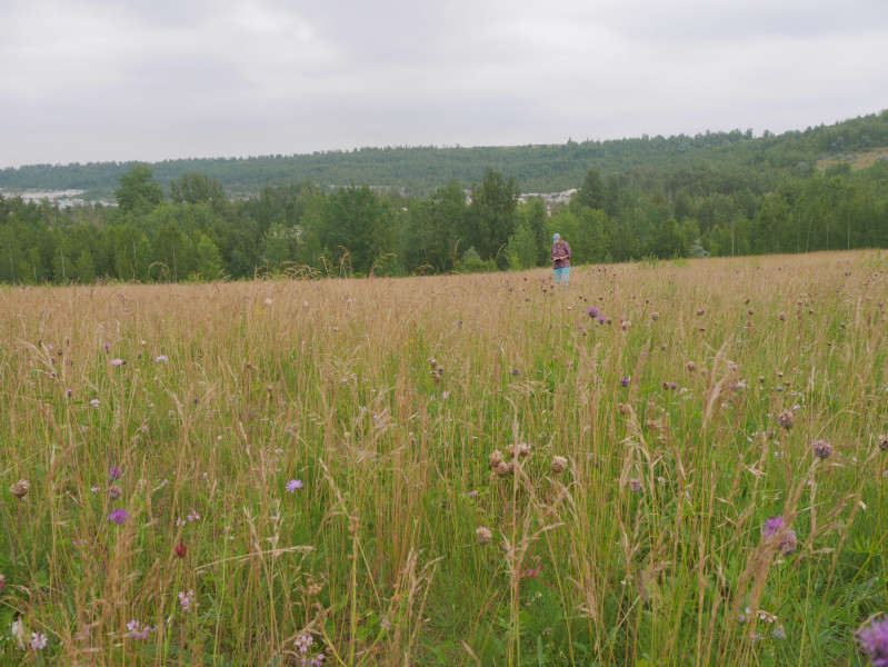 Slope restoration on mined land 22 years after sowing with 20 wild plants- Germany