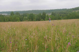 Slope restoration on mined land 22 years after sowing with 20 wild plants- Germany