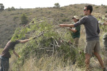 Building branch piles to attact birds to facilitate shrubland restoration- Spain