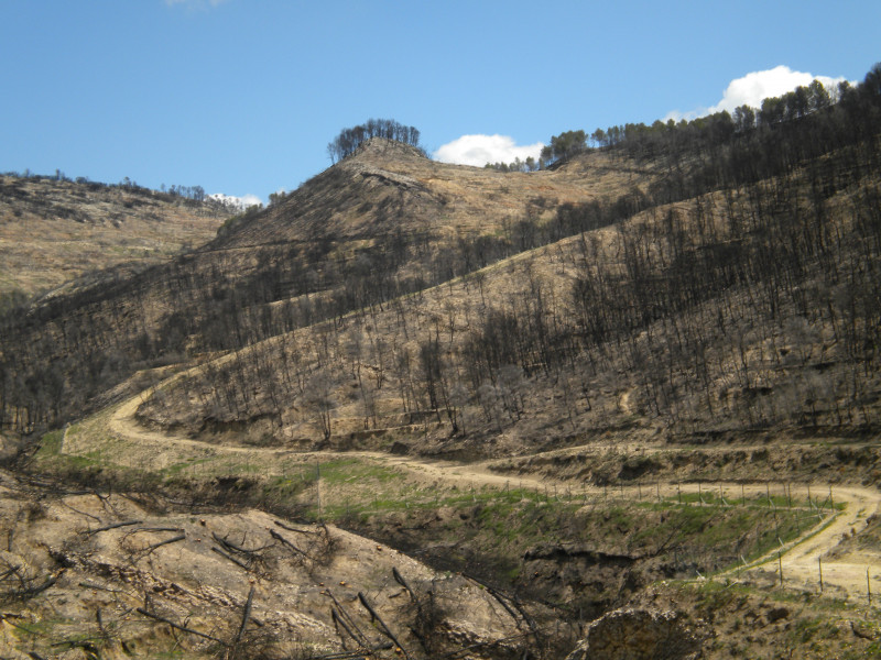 Forested hillside after a wildfire- Spain