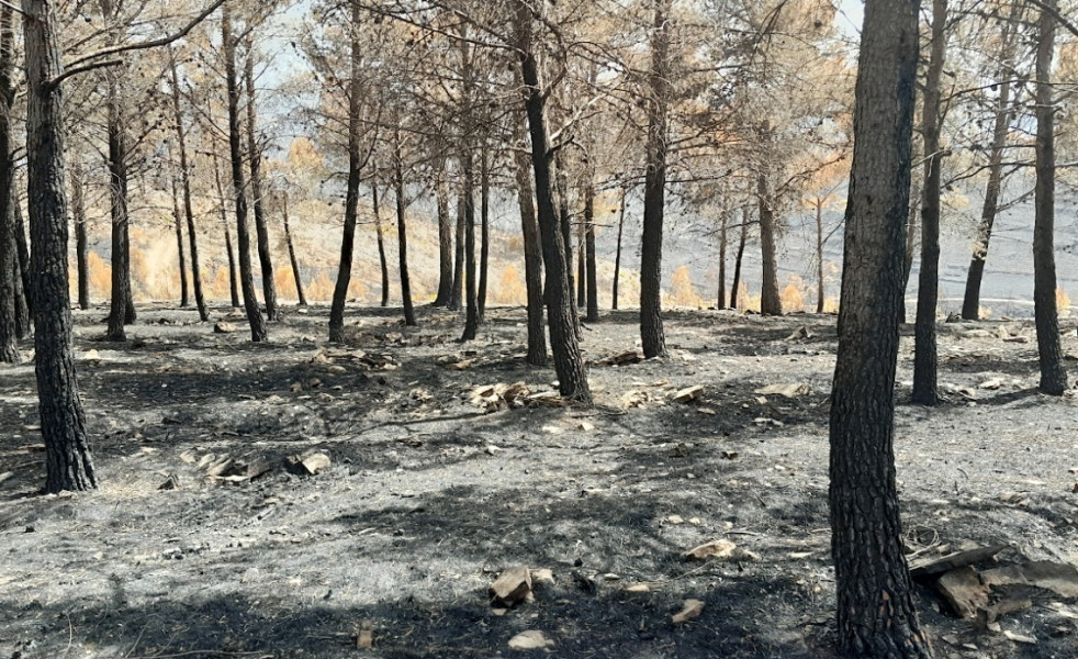 Example of a forest after a wildfire- Spain