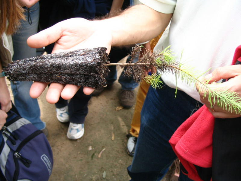 Tree seedling grown in a nursery to be used for habitat restoration- Spain