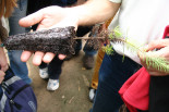 Tree seedling grown in a nursery to be used for habitat restoration- Spain