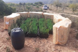 Native plants grown for ecological restoration project- Spain