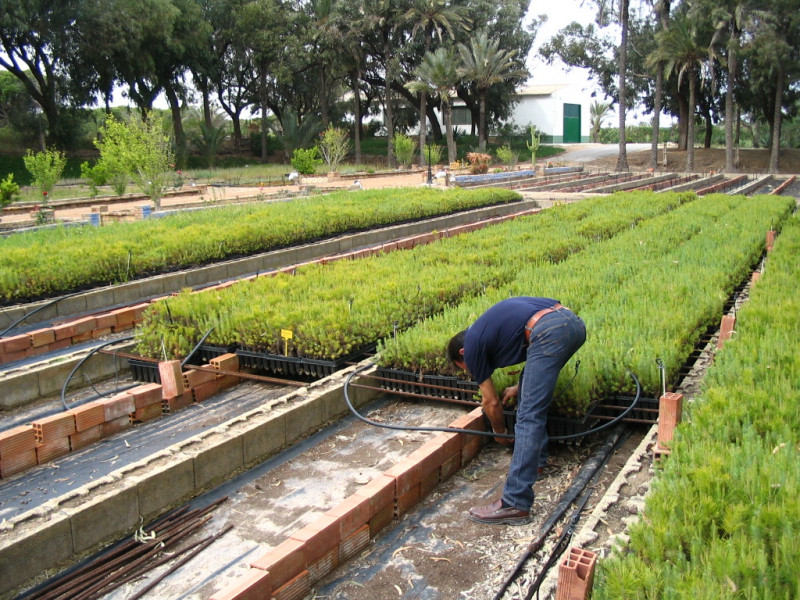 Propagation of native plants used in ecological restoration projects- Spain