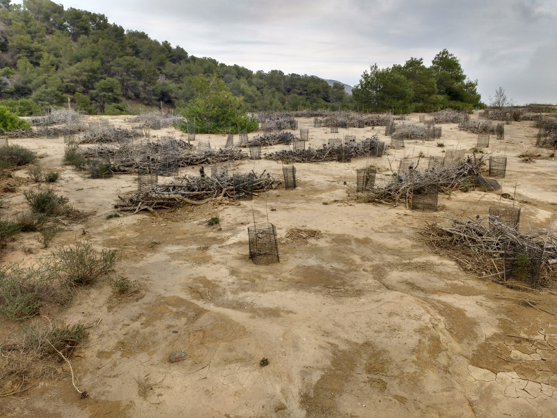 Piling branches to assist in reestablishing shrub patches- Spain