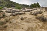 Piling branches to assist in reestablishing shrub patches- Spain