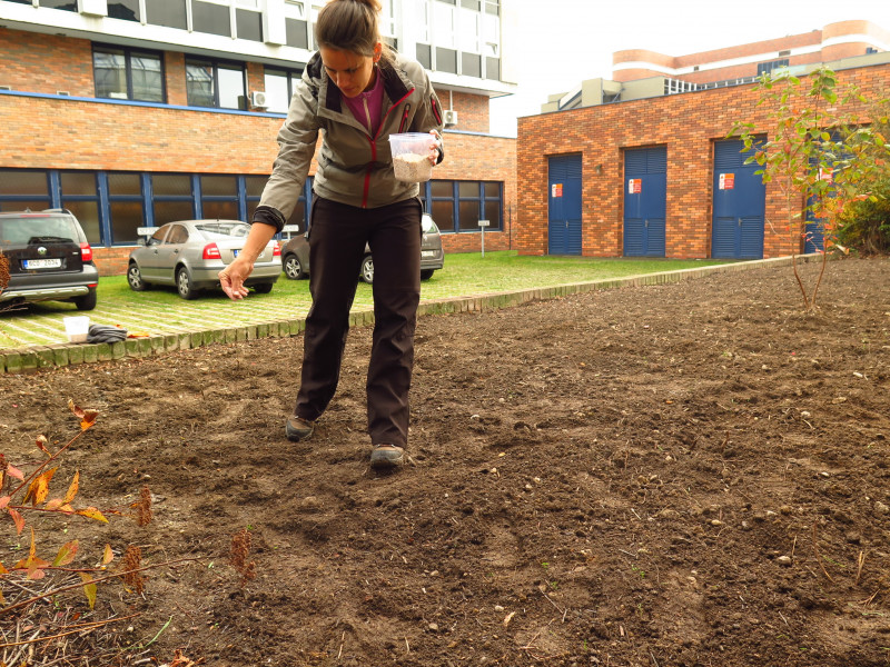 Establishment of flowering strips in Campus Budweis- Czech Republic