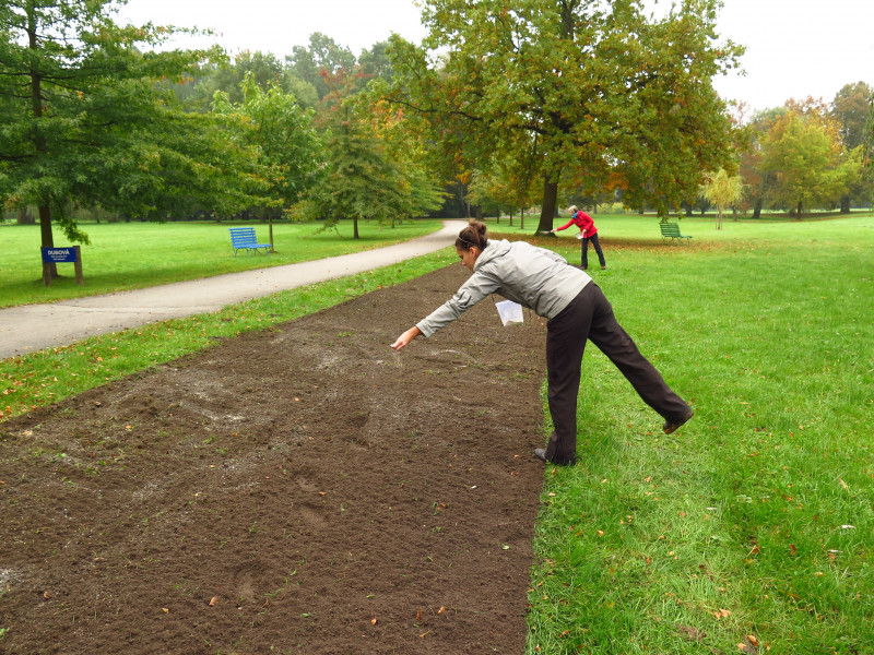 Establishment of flowering strips in city park Stromovka, Budweis- Czech Republic