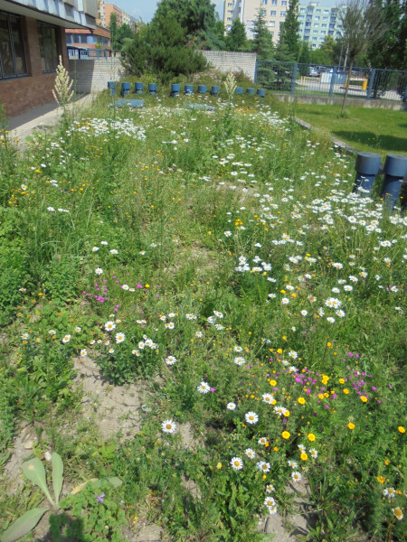 Flowering strips at Campus Budweis- Czech Republic