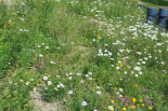 Flowering strips at Campus Budweis- Czech Republic