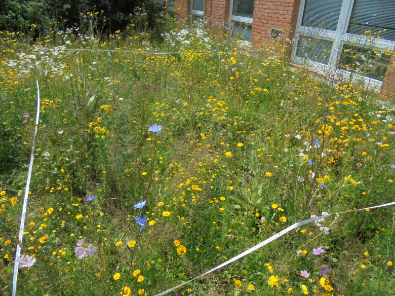 Flowering strips at Campus Budweis- Czech Republic