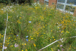 Flowering strips at Campus Budweis- Czech Republic